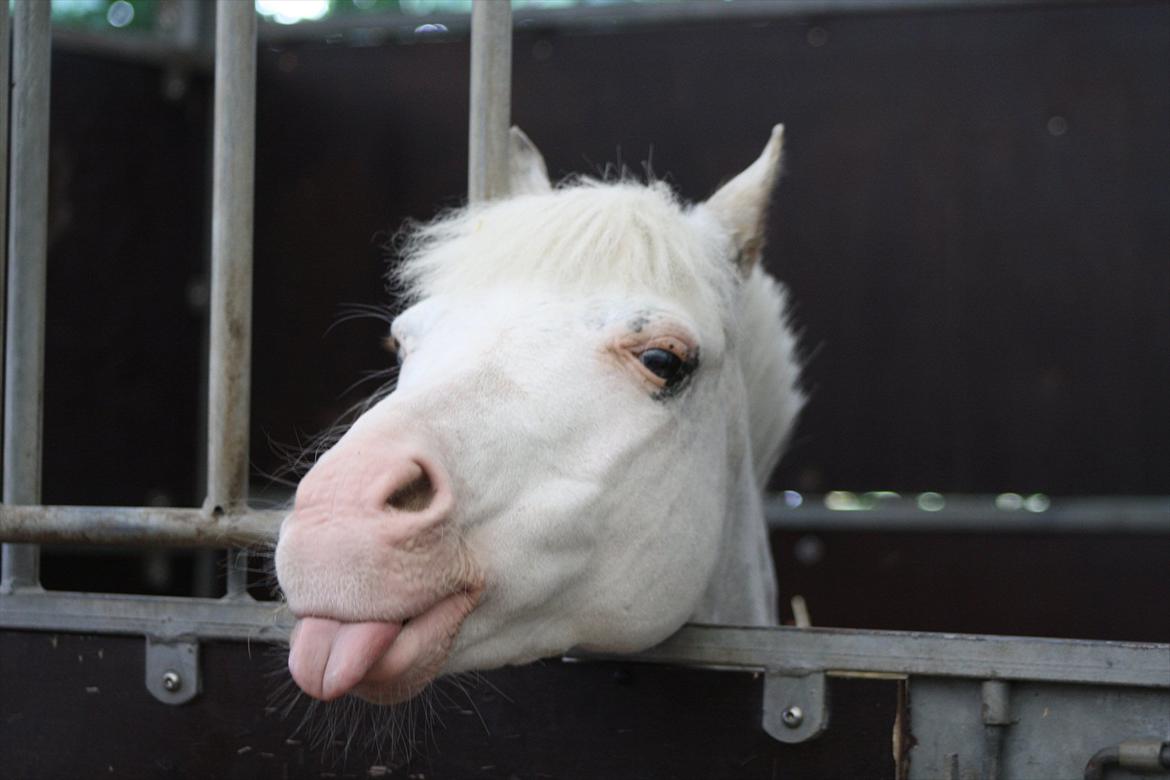 Anden særlig race GINIE!<3  (søsters pony) billede 1