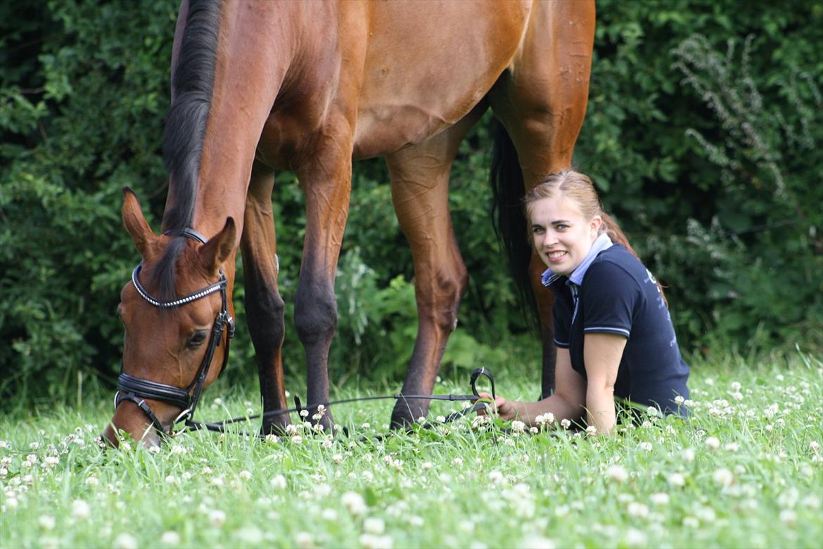 Dansk Varmblod JAP's Amazing Star billede 20