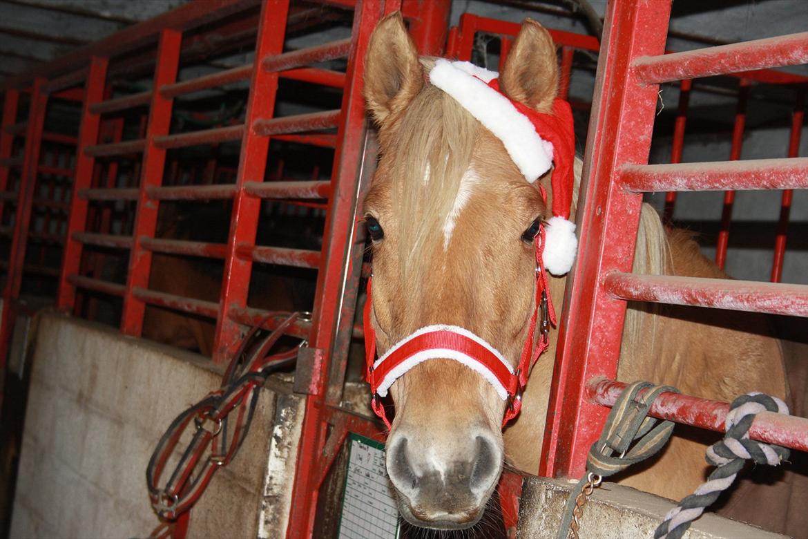 Anden særlig race Valentino <3 *Tino* | My Soulmate|<3 - Miiiiin nisse <3 billede 12