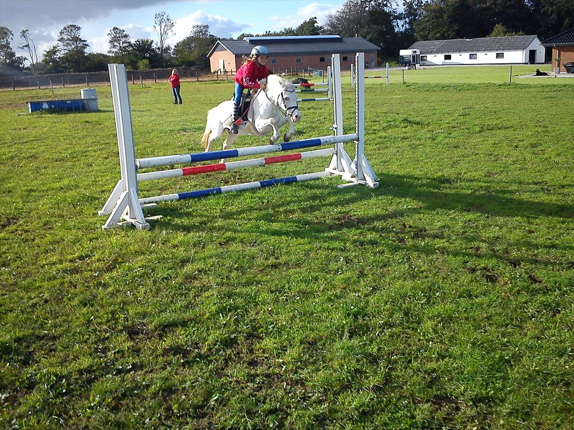 Anden særlig race GINIE!<3  (søsters pony) billede 5