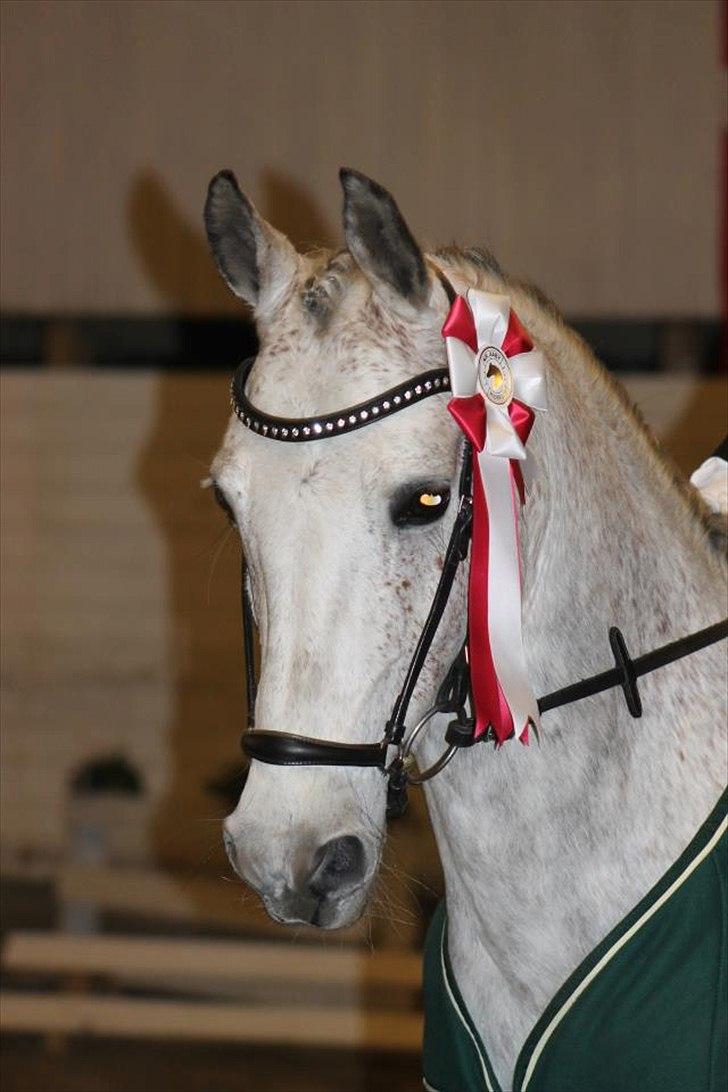 DSP o'hara - Mig og O vinder af klubmesterskabet dressur for pony i vores første LA1 med 67.58% billede 1