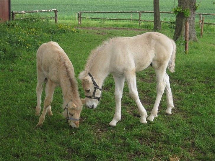 Fjordhest Lamhaves Confetti - Confetti og Zoey<3
Foto: mig selv. billede 16