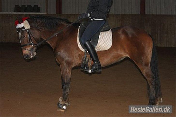 Anden særlig race Chess - Ved godt jeg har hårdt fat og uro i munden på hende.
 2011 billede 19