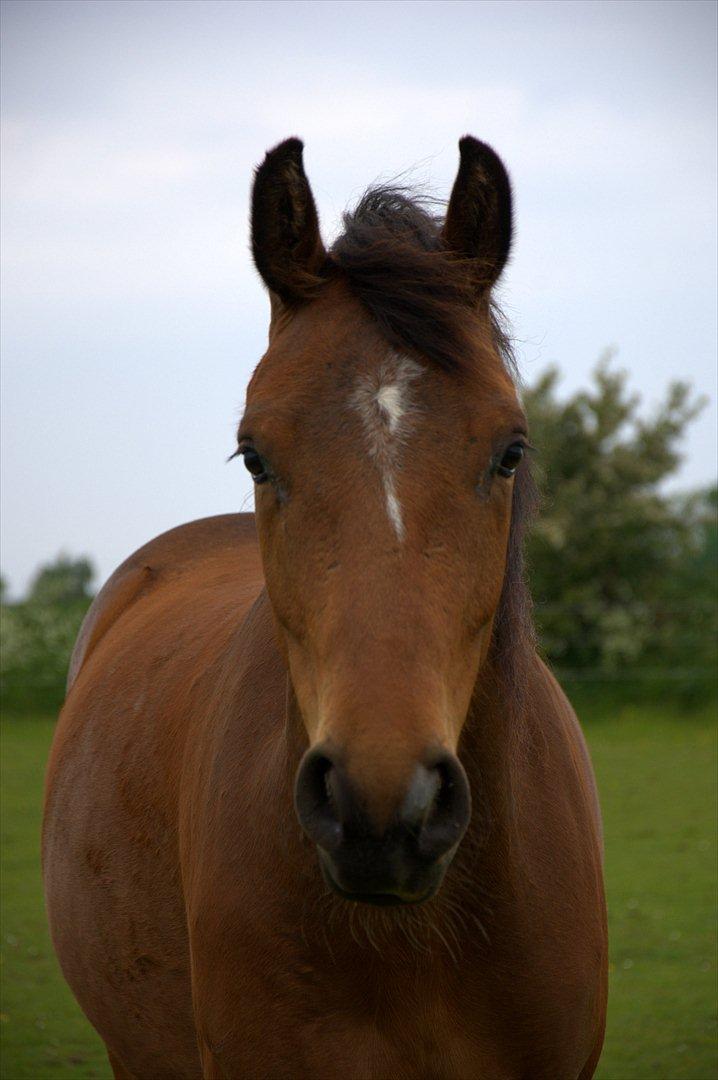 Dansk Varmblod Aloysius - smukke billede 4