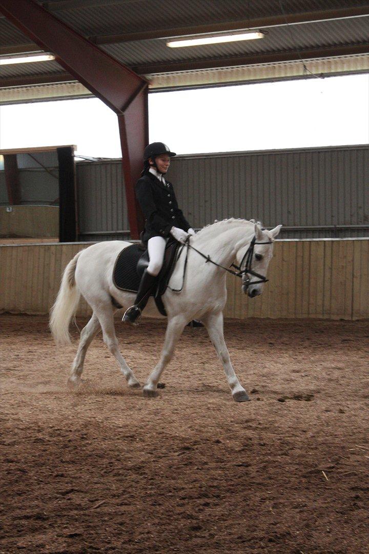 Welsh Pony (sec B) Skovlundegaards Vivaldi  - nervøs!!! billede 5