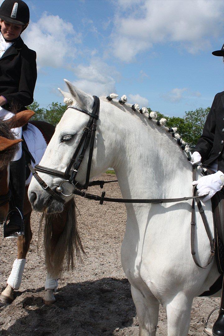 Welsh Pony (sec B) Skovlundegaards Vivaldi  - har lige redet mit bedste rit. har også en lidt træt pony<3 billede 6