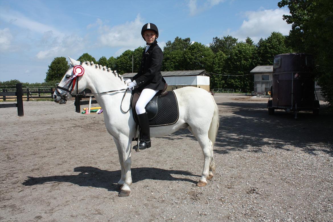 Welsh Pony (sec B) Skovlundegaards Vivaldi  - DEJLIIIIG<3 billede 7