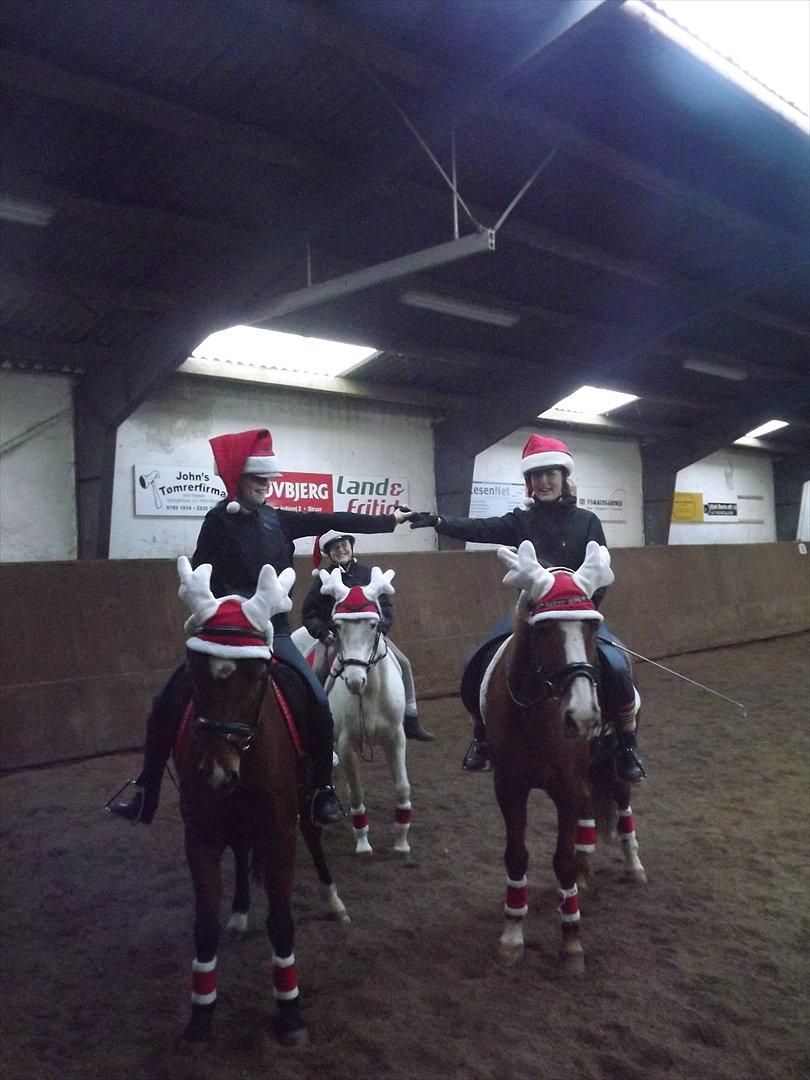 Welsh Pony (sec B) Kastaniegårdens Askepot-Potte<3 - At være sammen med dig er som at være sammen med lykken¤ Julehygge. Foto:Mor
 billede 5