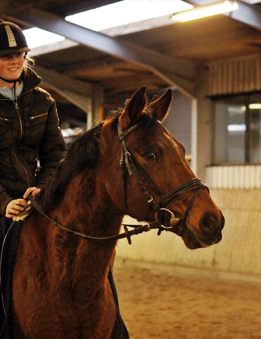 Tysk Sportspony Arking Jump.  - Bullerhesten. - Du har noget ingen andre har, jeg ved ikke hvad det er.. men det har taget mig med storm.<3 billede 9