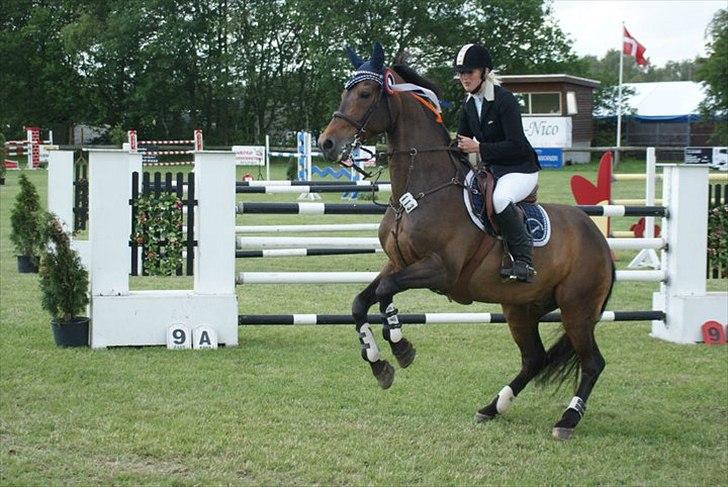 Tysk Oldenburger Leonardo 381 billede 11