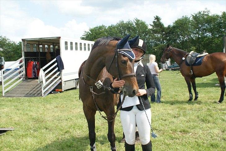 Tysk Oldenburger Leonardo 381 billede 12