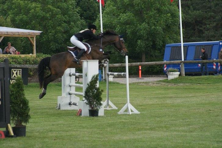 Tysk Oldenburger Leonardo 381 billede 13