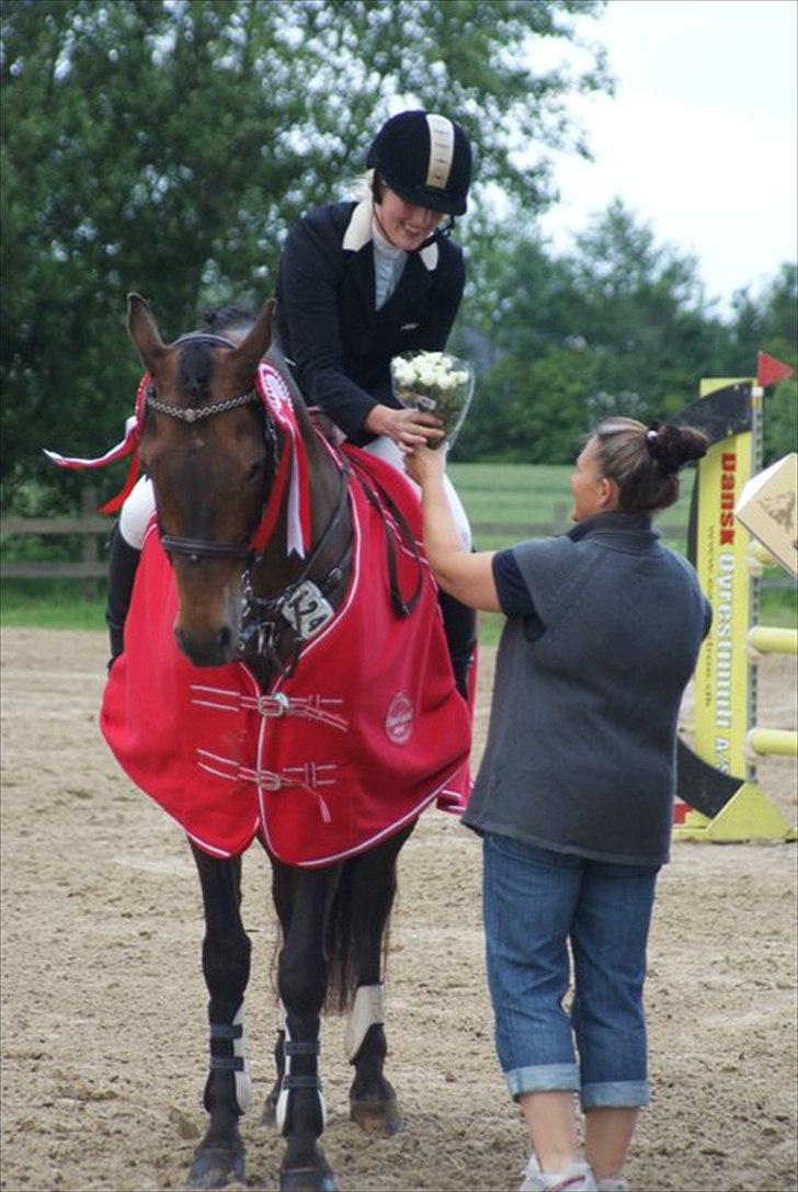 Tysk Oldenburger Leonardo 381 billede 14