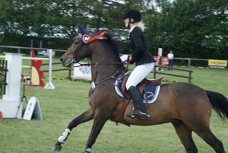 Tysk Oldenburger Leonardo 381 billede 15