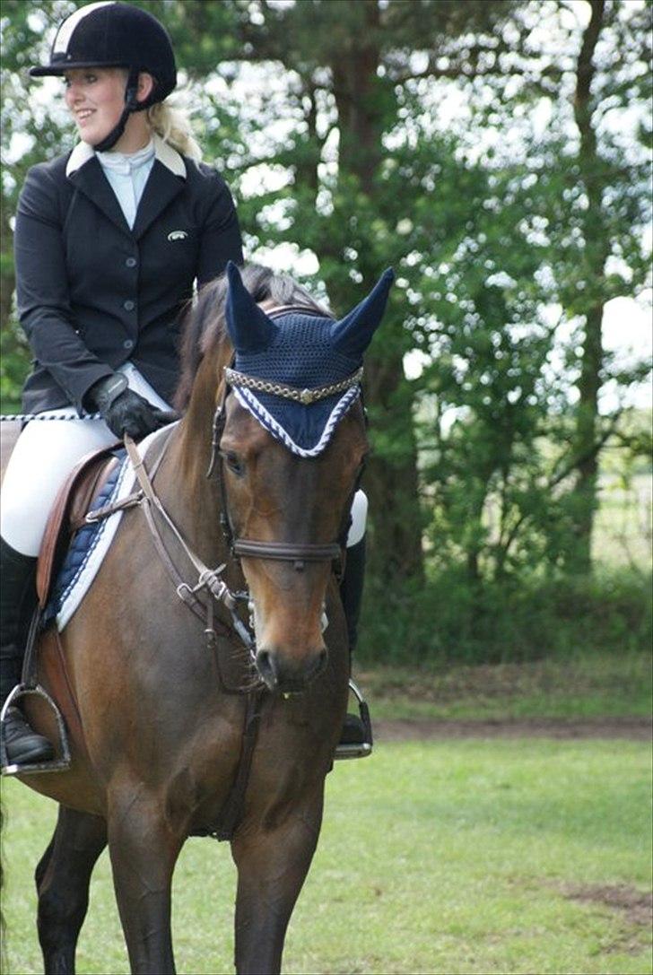 Tysk Oldenburger Leonardo 381 billede 16