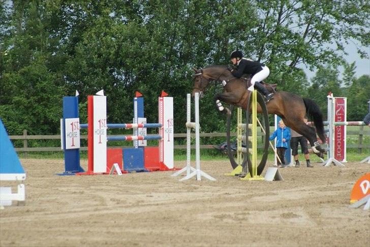 Tysk Oldenburger Leonardo 381 billede 17