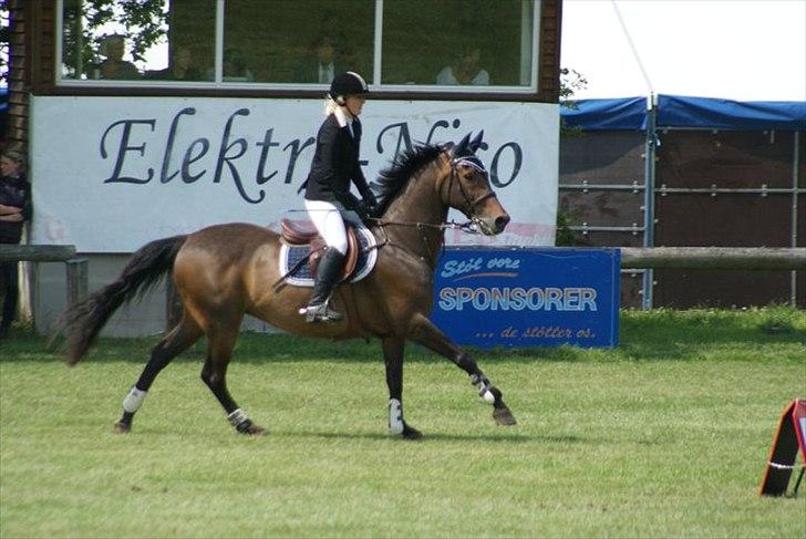 Tysk Oldenburger Leonardo 381 billede 18