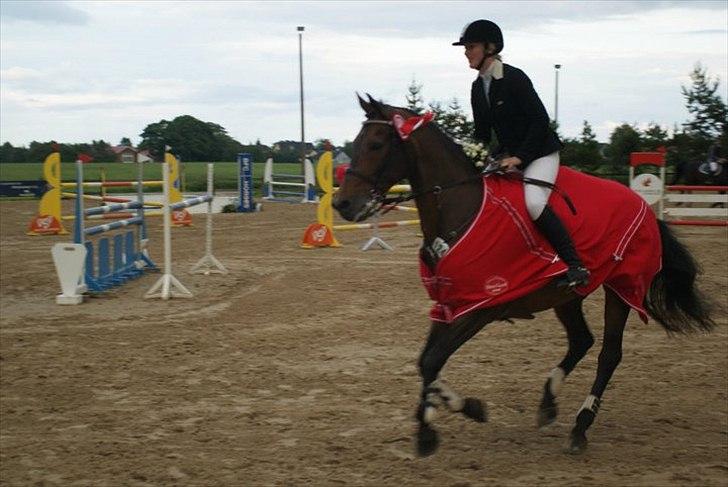 Tysk Oldenburger Leonardo 381 billede 19