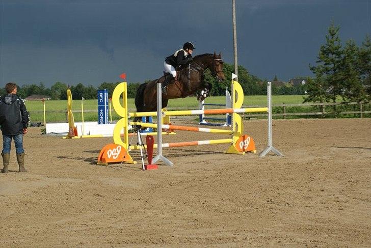 Tysk Oldenburger Leonardo 381 billede 20