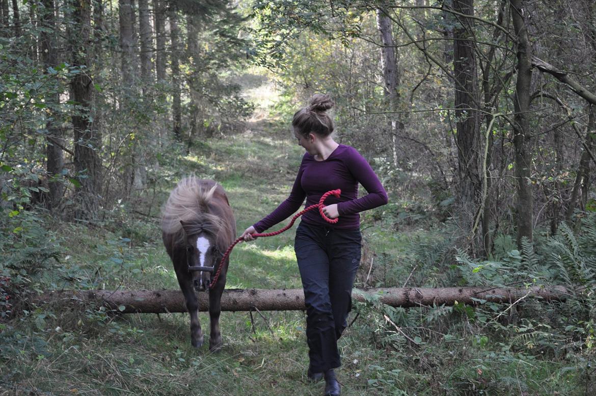 Shetlænder KJÆRSGAARDS AMINA - Amina og mig springer i skoven sensommer/efterår 2011 :) billede 14