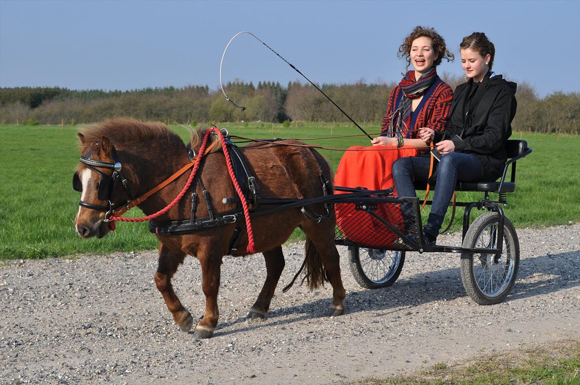 Shetlænder KJÆRSGAARDS AMINA - På hyggetur med to dejlige veninder :) billede 15