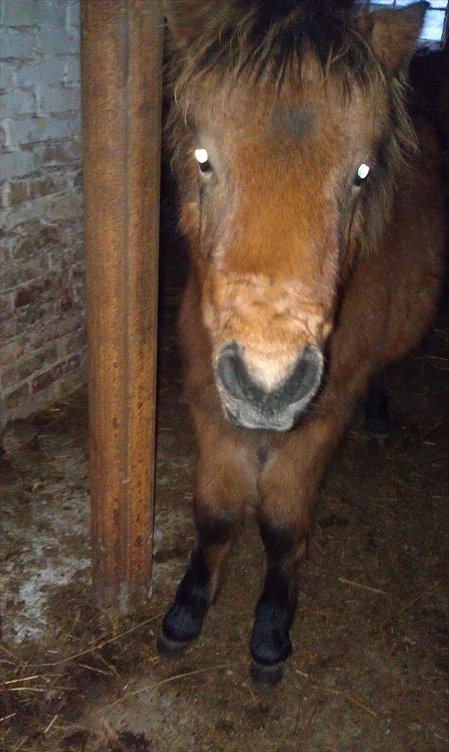 Anden særlig race Zeus - Zeus i løsdriften :) billede 7