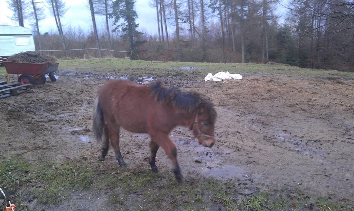 Anden særlig race Zeus - Lille Zeus er ude på folden for første gang :) billede 8
