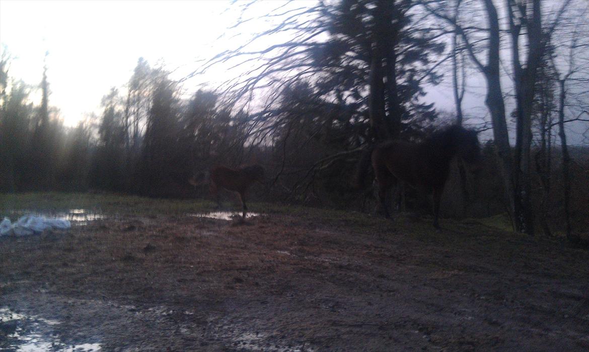 Anden særlig race Zeus - Zeus og Vega  giver den gas på folden :) billede 9