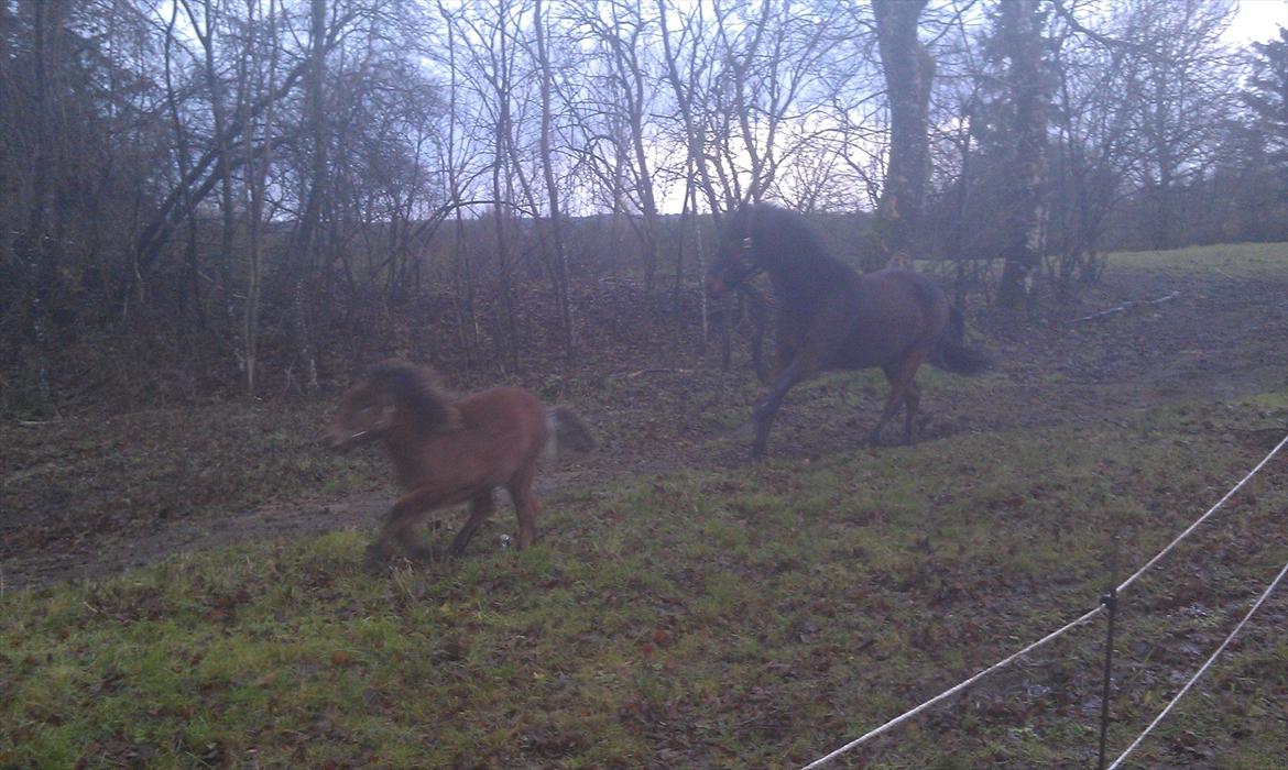 Anden særlig race Zeus - Zeus og Vega  giver den gas på marken :) billede 10