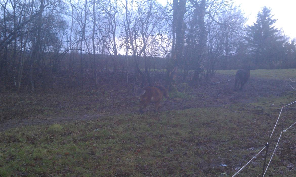 Anden særlig race Zeus - Zeus og Vega  giver den gas på marken :) billede 11