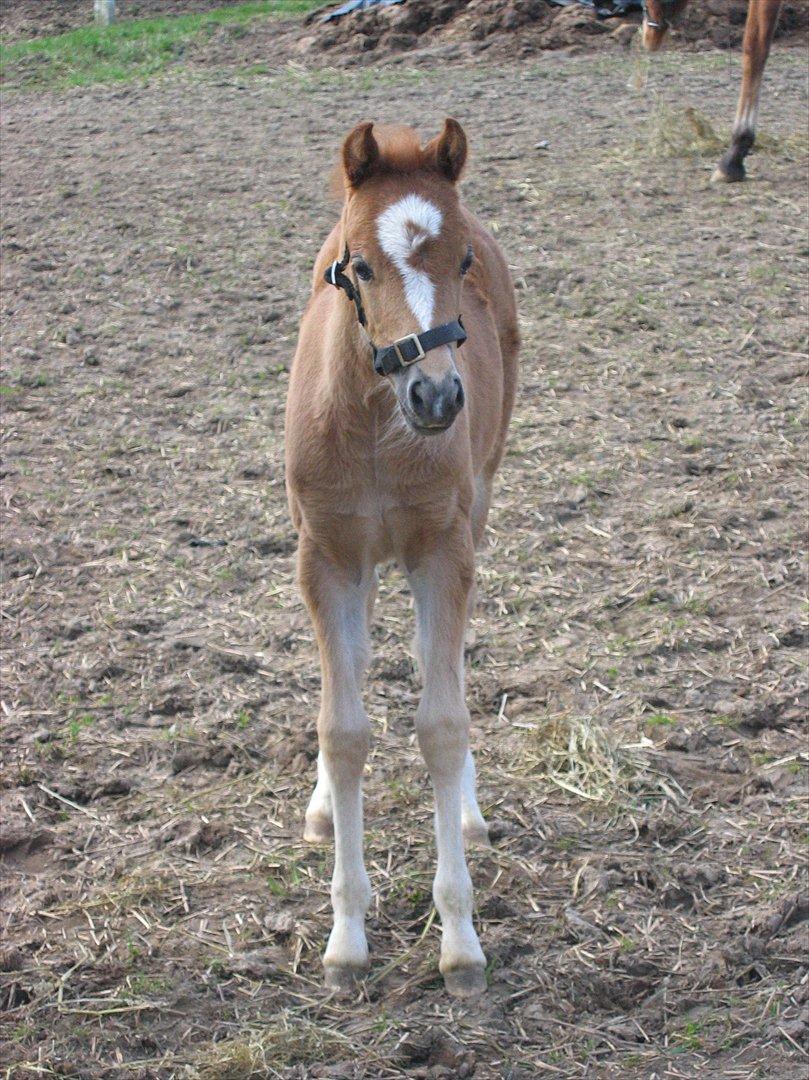 Welsh Pony (sec B) Kirkelodgaards Mischa - Kan man blive en kærere følle bølle billede 12