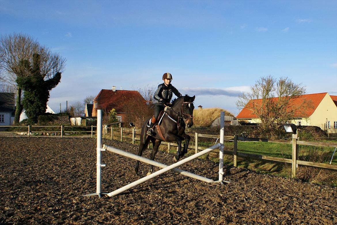 Dansk Varmblod Ajour billede 20