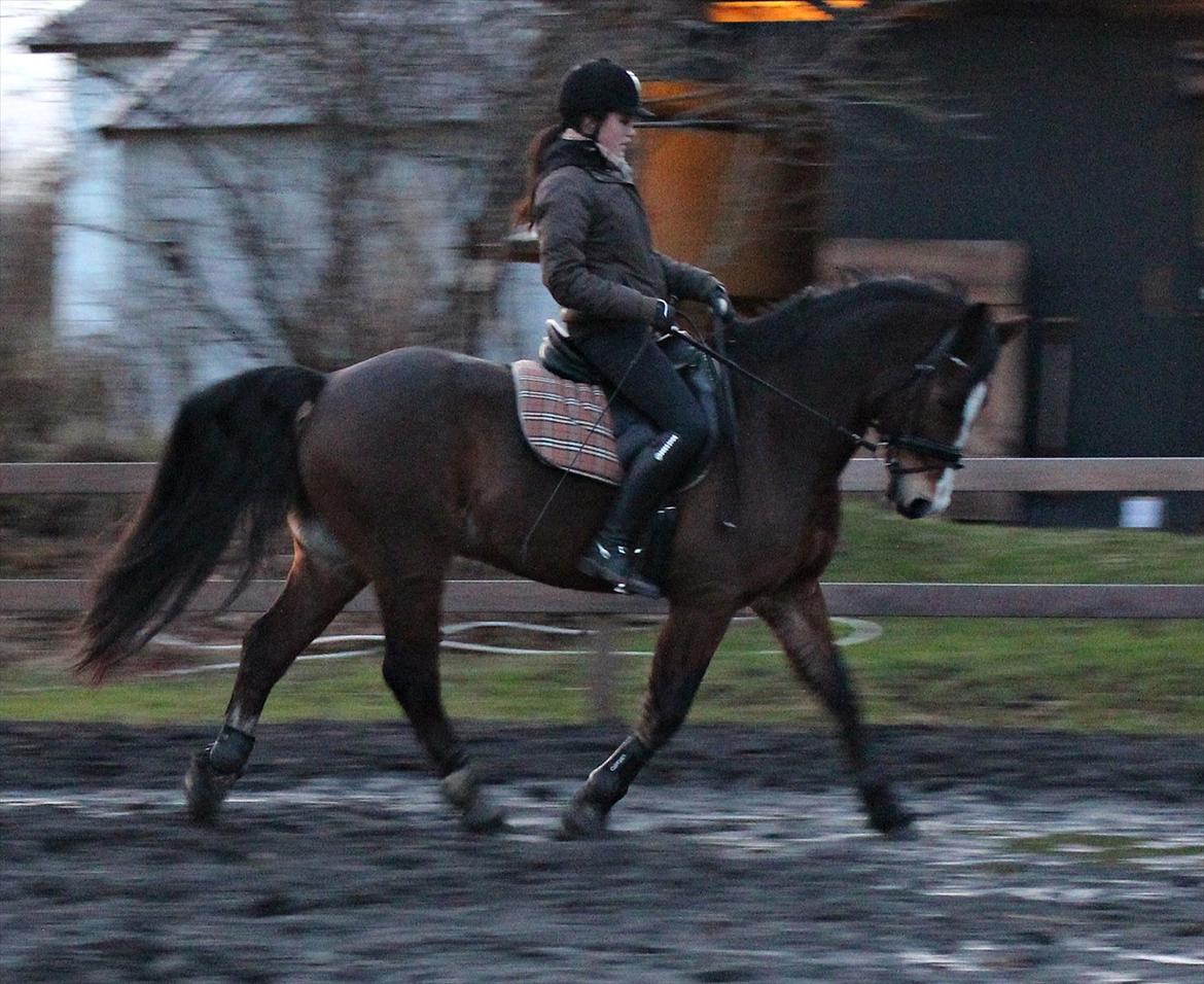 Welsh Cob (sec D) Dorthealyst Omikron - (2)
en af de første part dage :D billede 2