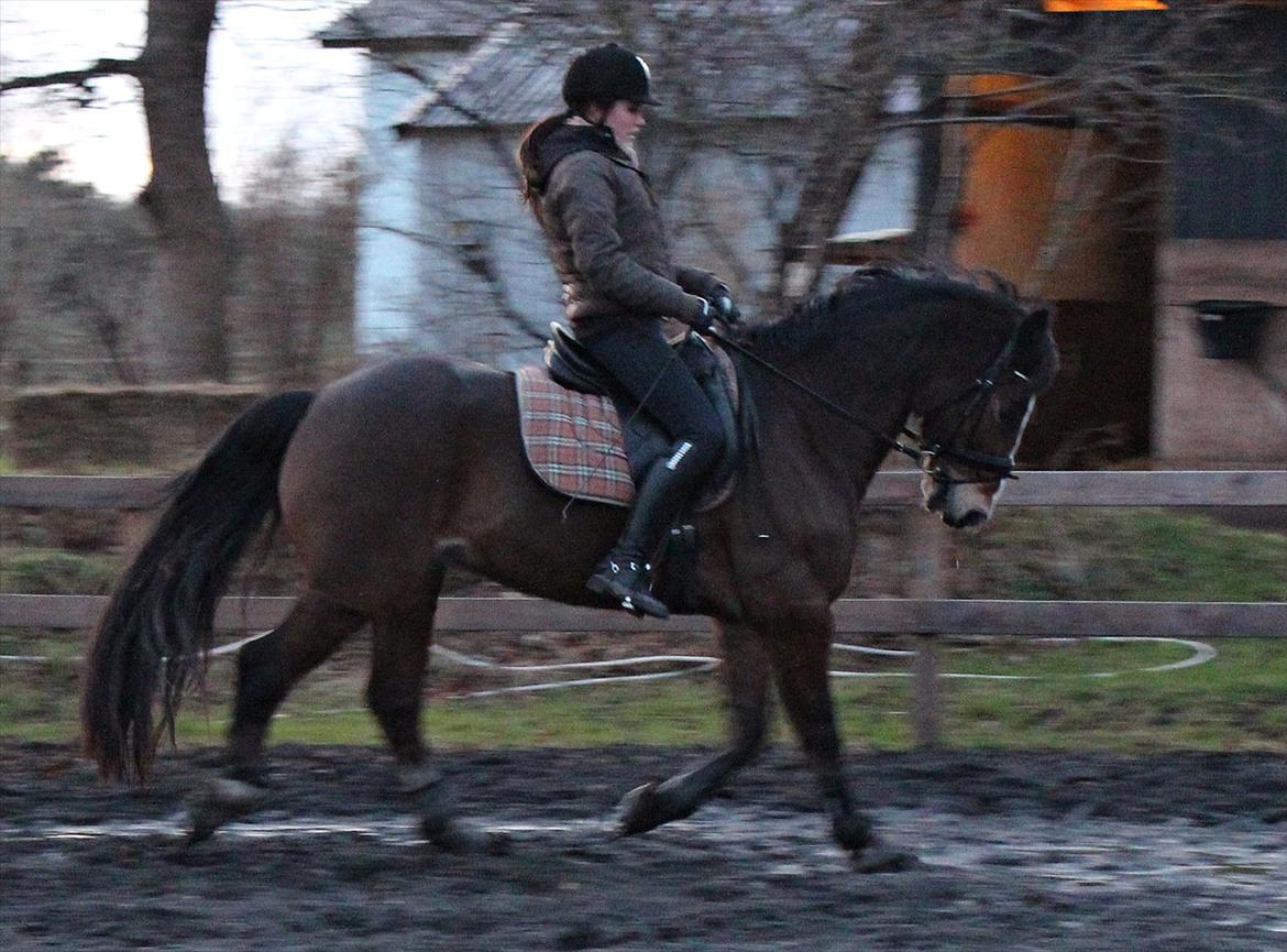 Welsh Cob (sec D) Dorthealyst Omikron - (3)
dressurtræning billede 3