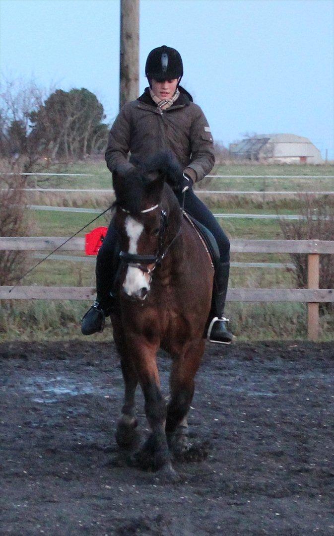 Welsh Cob (sec D) Dorthealyst Omikron - (4)
dressurtræning billede 4