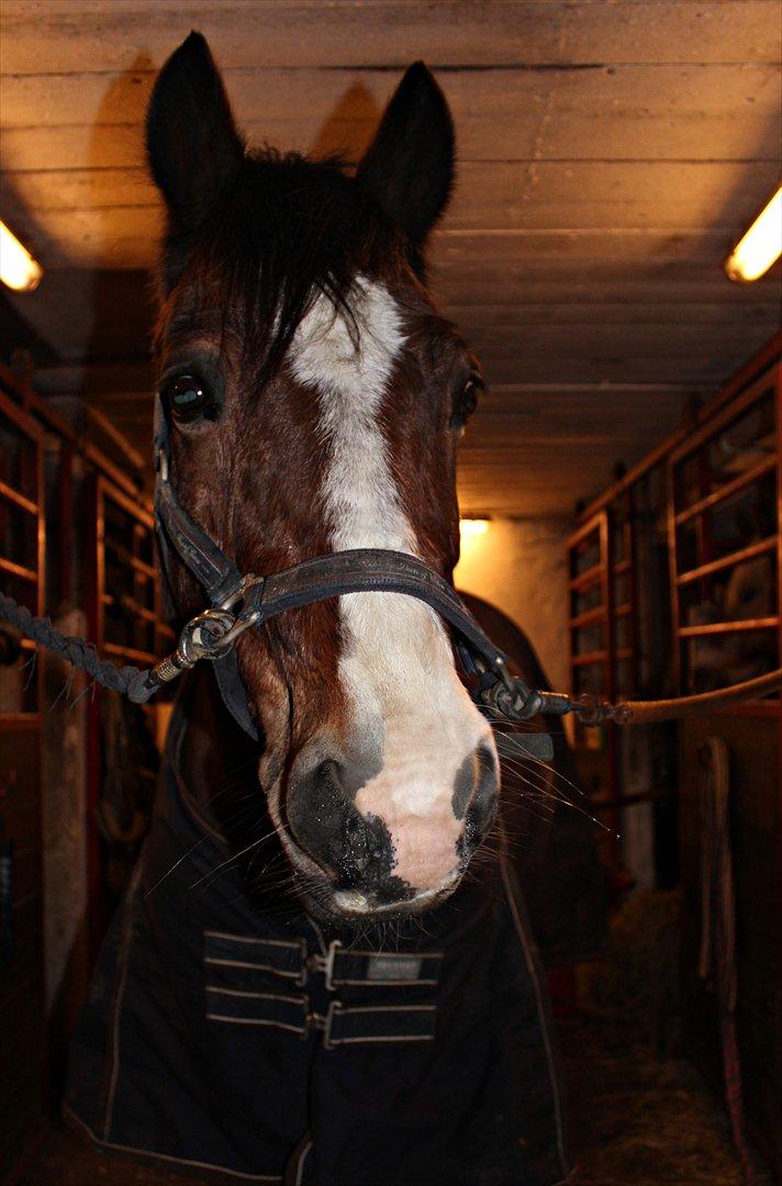 Welsh Cob (sec D) Dorthealyst Omikron - (7)
Omiii :D billede 7