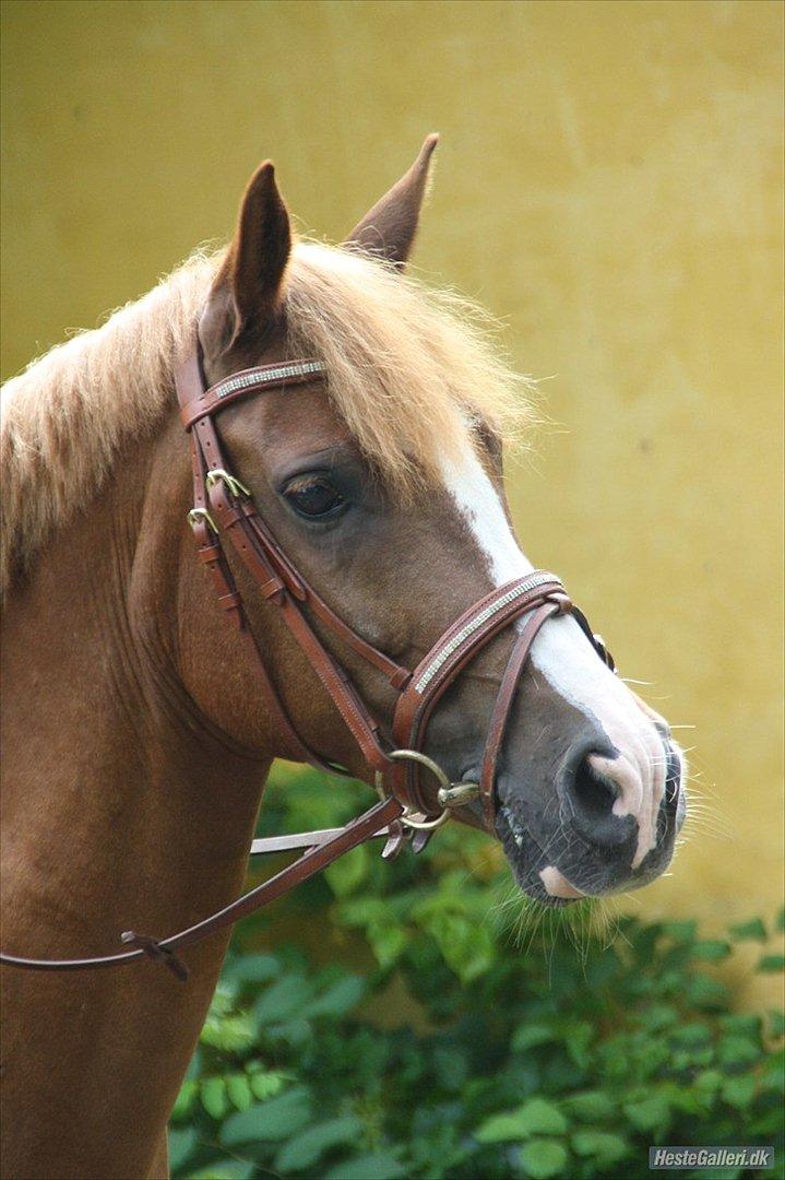 Anden særlig race Thunder boy - Model pony Foto : Camilla  billede 12