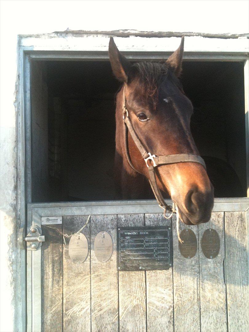 Dansk Varmblod Ejerbækgaards Tenor - Tenor i hans udeboks. Her er han blevet 3 år. billede 1