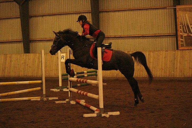 Arabisk fuldblod (OX) Helu - Jeg vil det her mere end noget andet!
Springtræning på ANE - det går fremad :-  billede 4