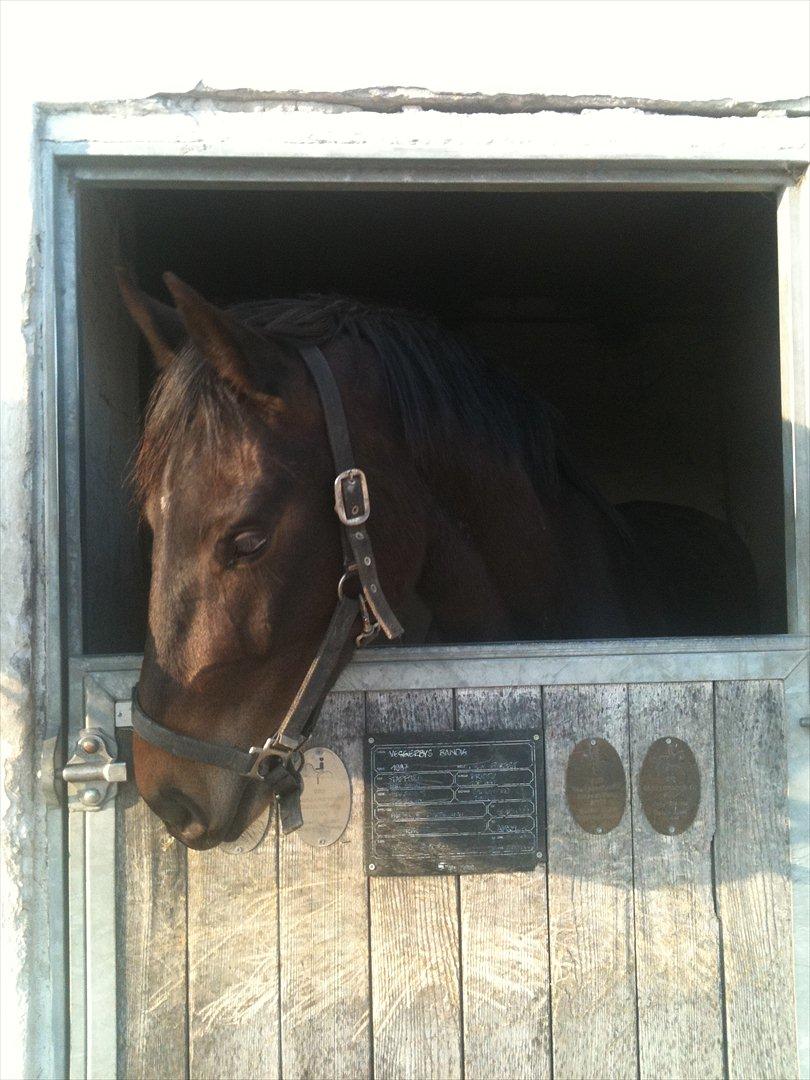 Dansk Varmblod Ejerbækgaards Tenor - Tenor i hans udeboks. årstal 2011 billede 2
