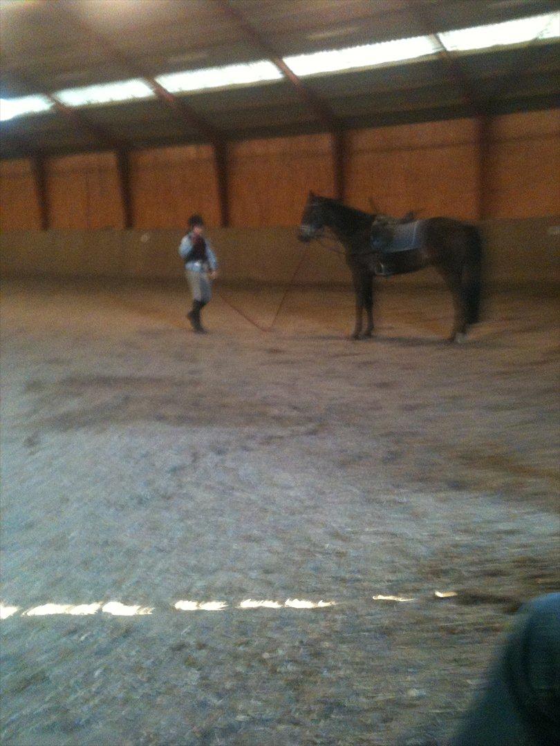 Dansk Varmblod Ejerbækgaards Tenor - Tillids øvelse billede 3