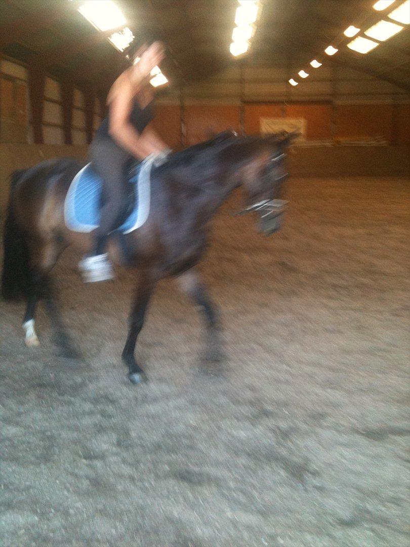 Dansk Varmblod Ejerbækgaards Tenor - Karina, avler af Tenor og Julies træner, rider på Tenor i gummisko og uden hjelm !!!!. billede 4