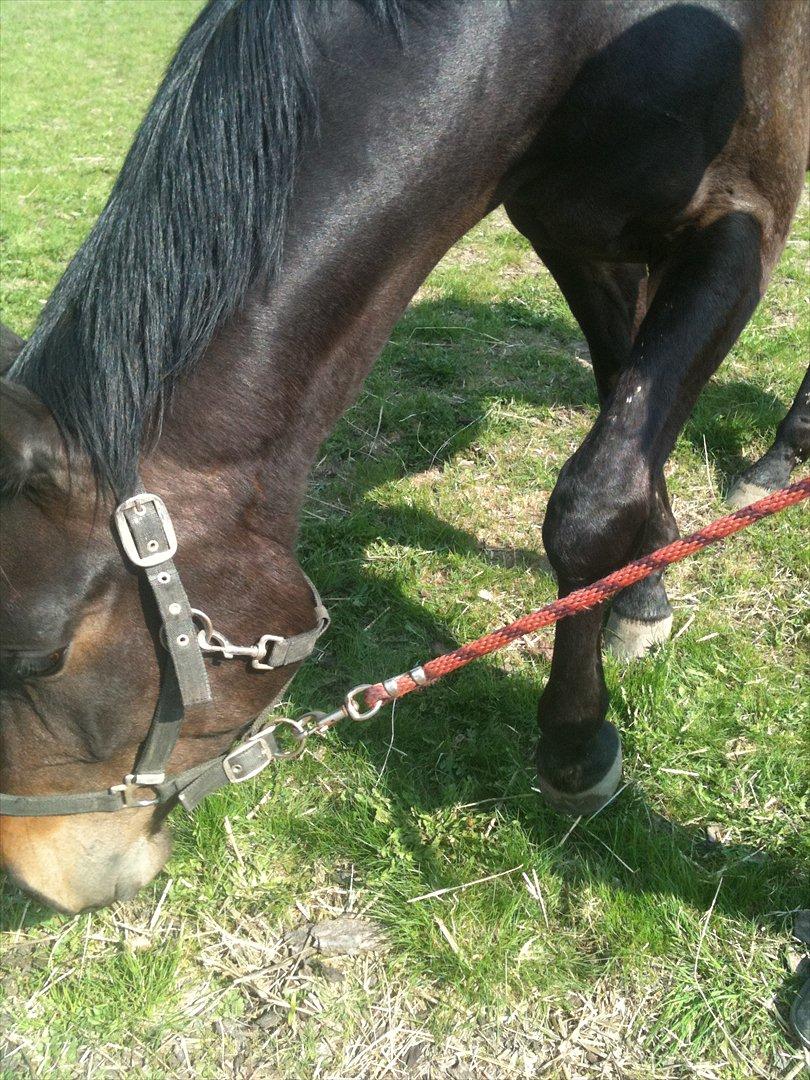 Dansk Varmblod Ejerbækgaards Tenor - Sommeren 2010 billede 5