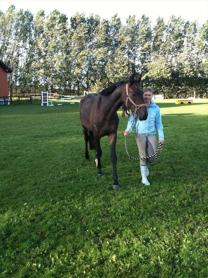 Dansk Varmblod Ejerbækgaards Tenor - Julie og Tenor 2010 billede 6