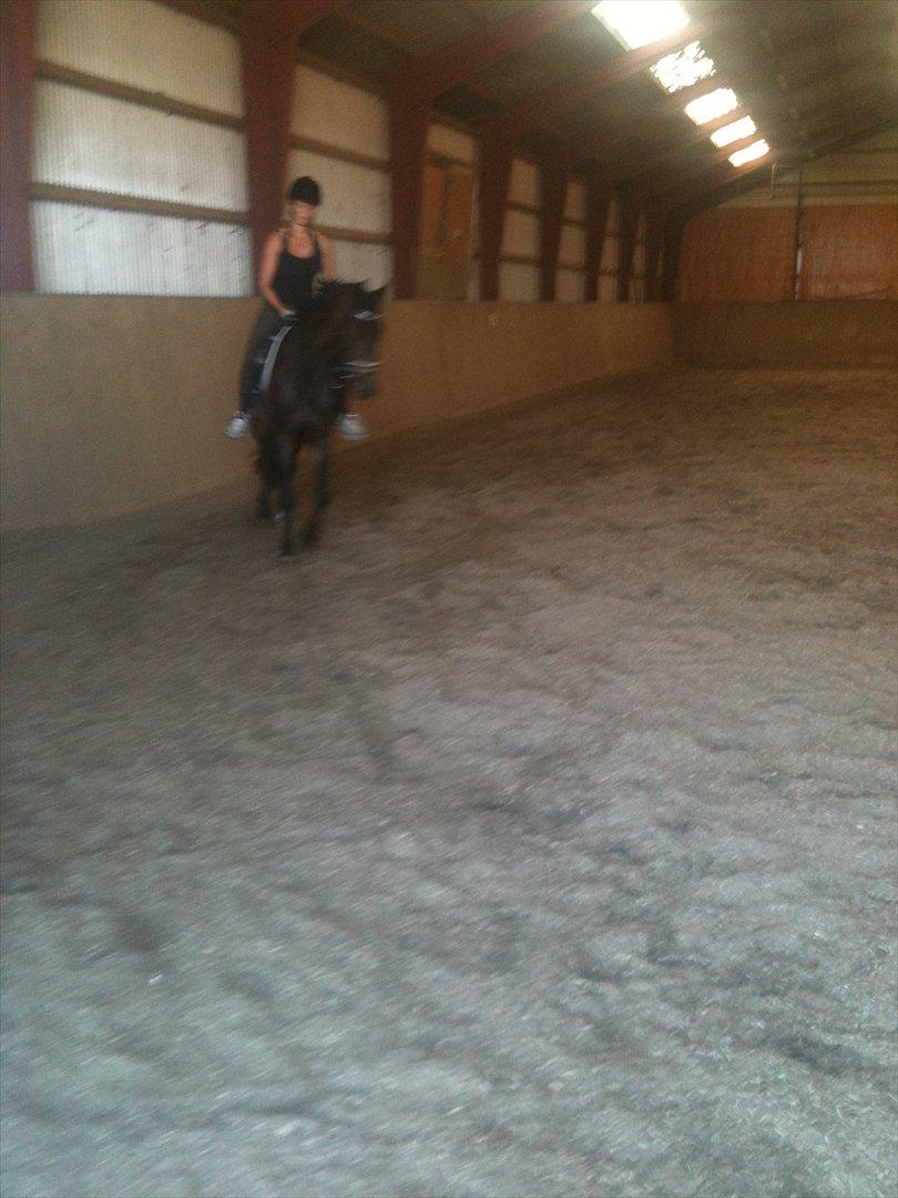 Dansk Varmblod Ejerbækgaards Tenor - 2011 billede 7