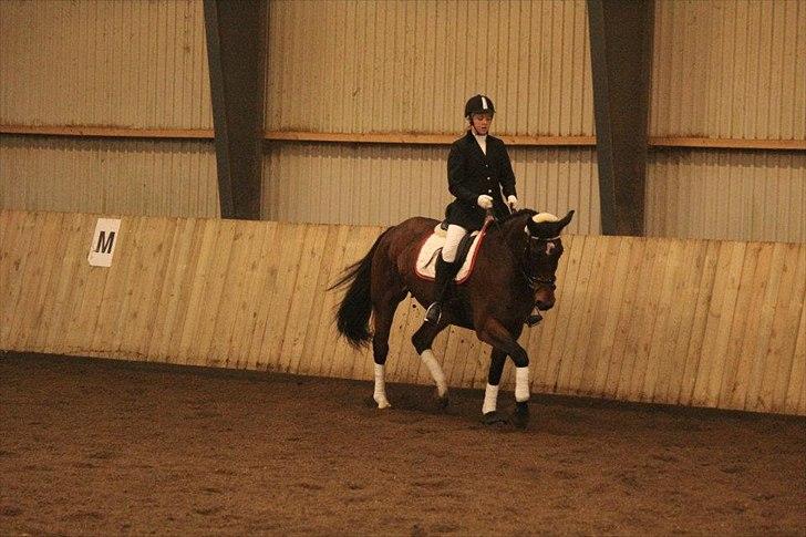 Dansk Varmblod Grankærs Come On ''PRINSESSEN''<3 - Første stævne Lb1 62,6% <3 billede 7