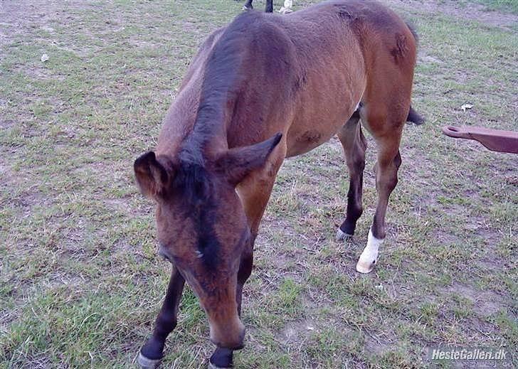 Dansk Varmblod Ejerbækgaards Tenor - Her er jeg bare en lille følle-bølle-fis. Billedet er fra 2008 billede 8