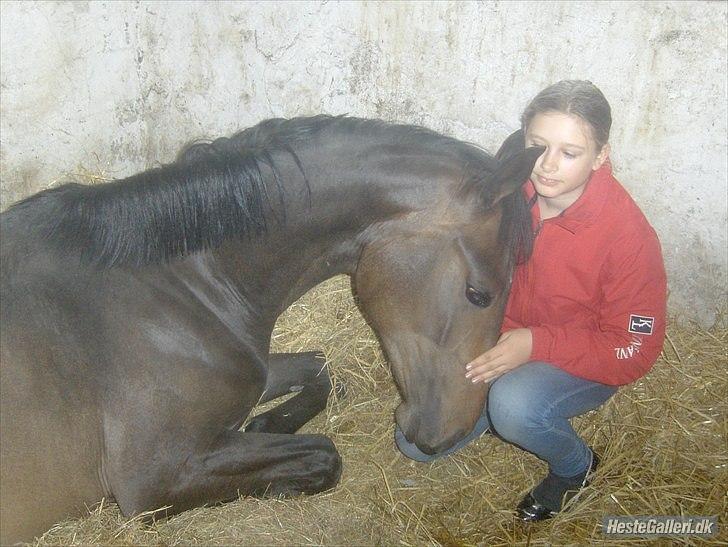 Dansk Varmblod Ejerbækgaards Tenor - Afslappet hyggestund 2009 billede 9