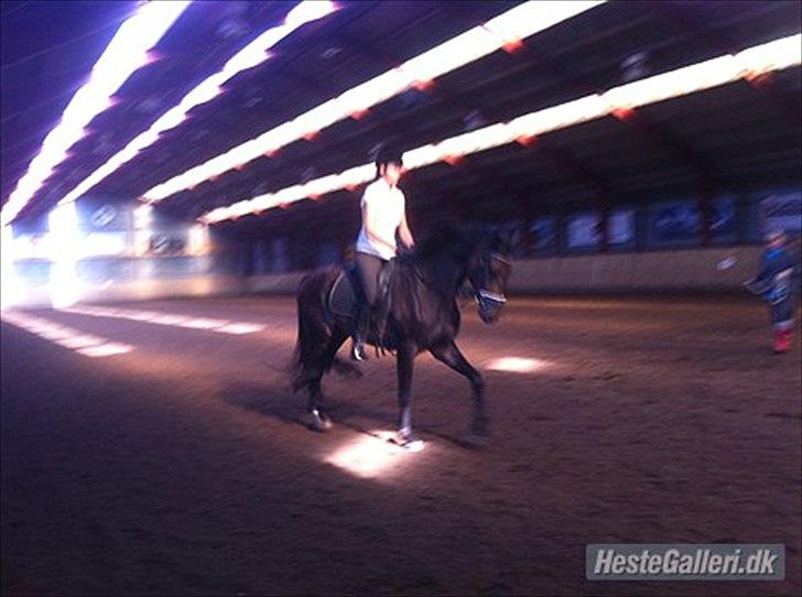 Dansk Varmblod Ejerbækgaards Tenor - Karina og Tenor i det store ridehus billede 10