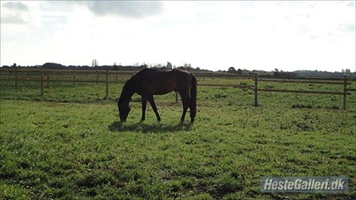 Dansk Varmblod Ejerbækgaards Tenor - sommer græs 2011 billede 11